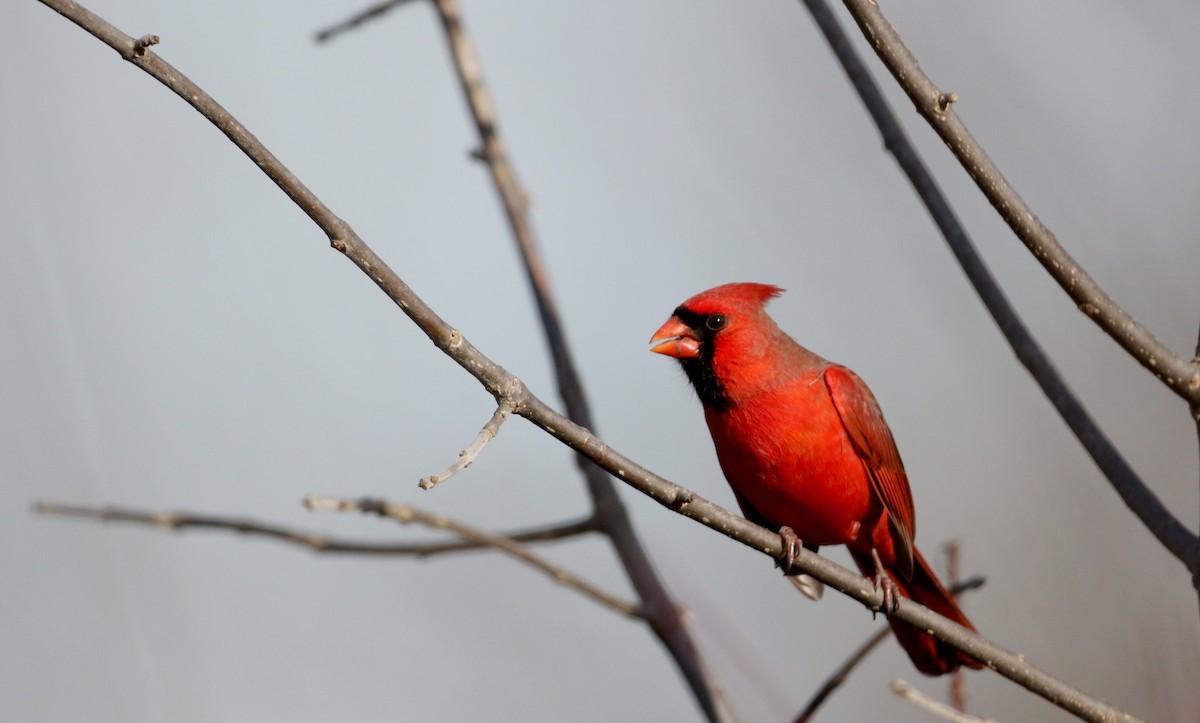 Northern Cardinal - Jay McGowan