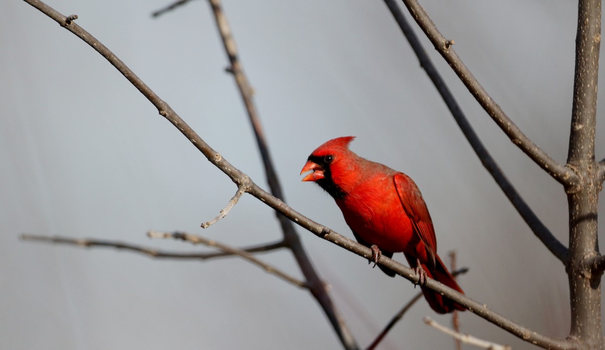 Northern Cardinal - ML51275311