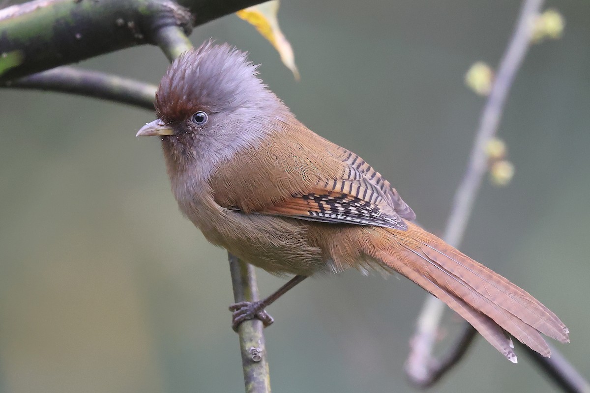 Rusty-fronted Barwing - Krishnan Sivasubramanian