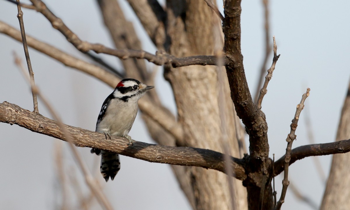 Downy Woodpecker (Eastern) - Jay McGowan