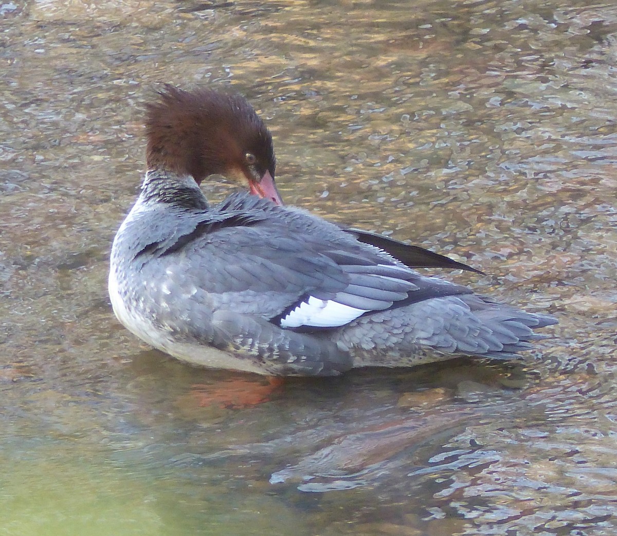 Common Merganser - ML512754511