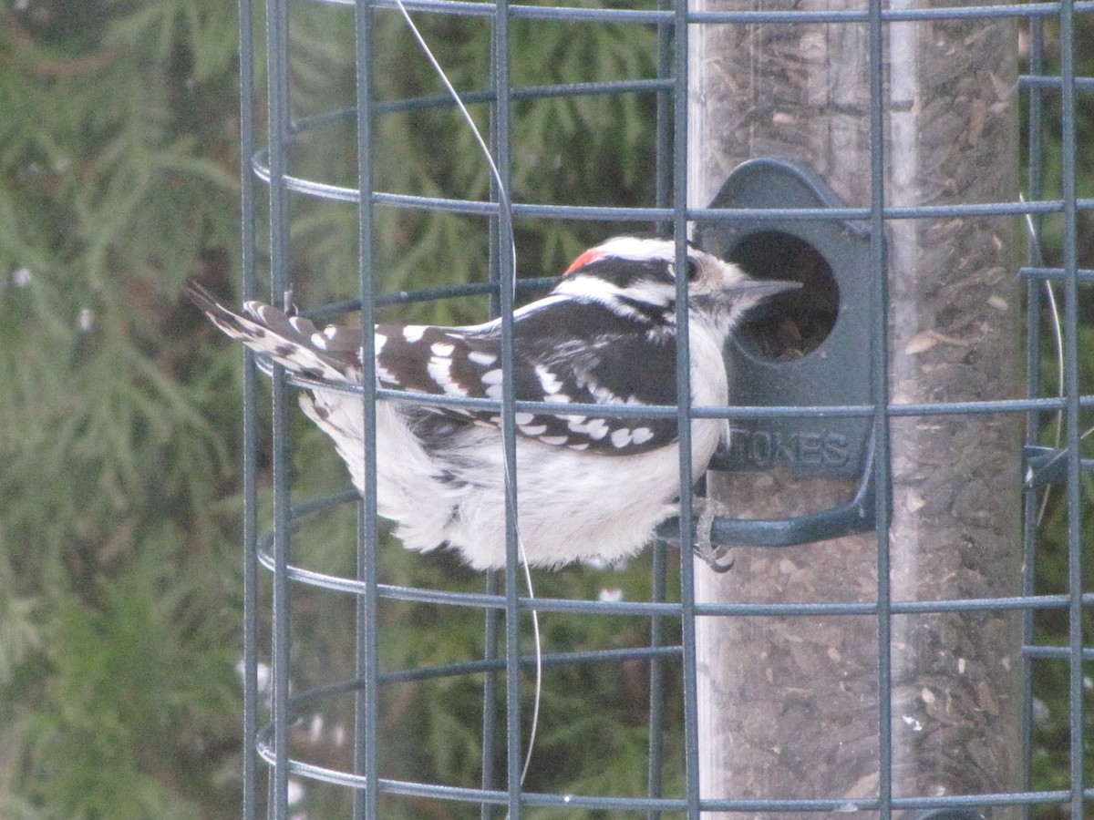 Downy Woodpecker - ML51275561