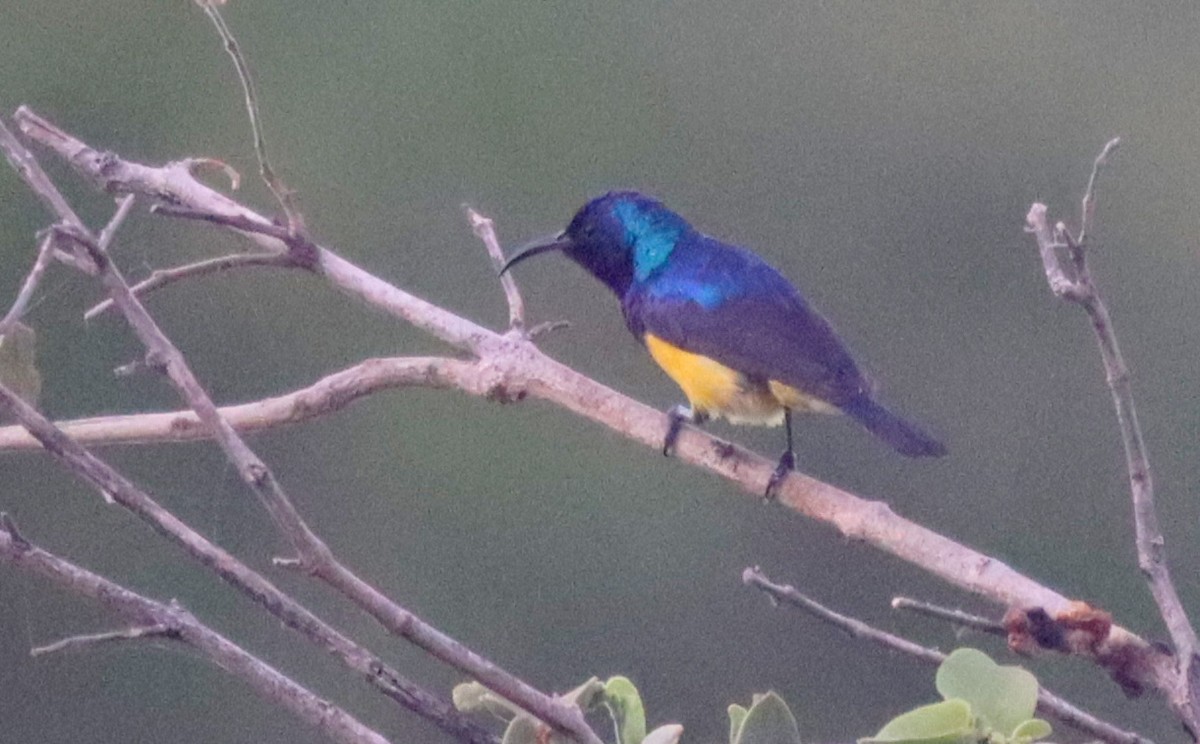 Variable Sunbird - ML512755751