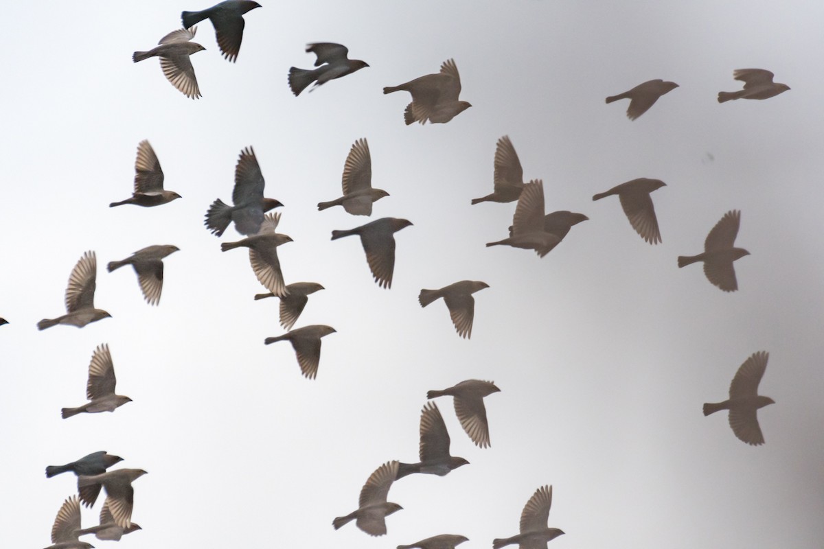 Brown-headed Cowbird - ML512757271