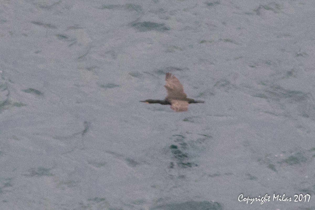 European Shag - Milas Santos