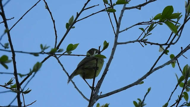 Mangrovevireo (ochraceus/semiflavus) - ML512758641