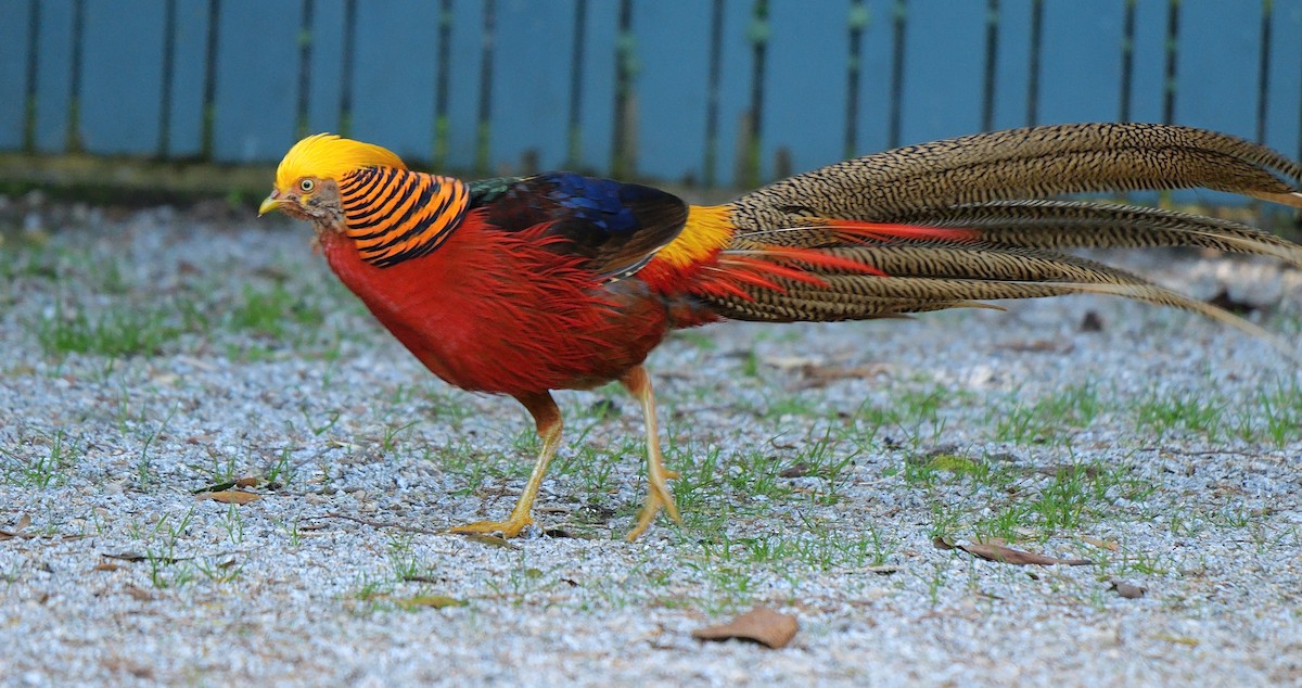 Golden Pheasant - ML512759101