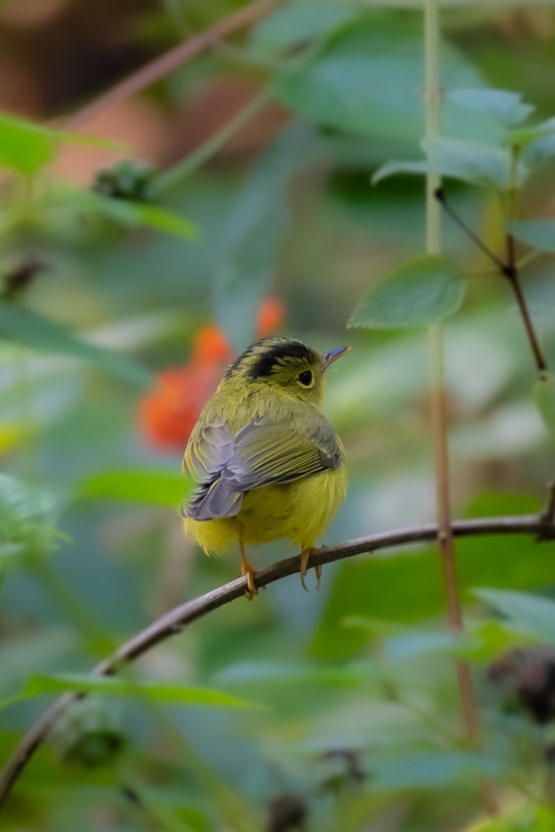 Green-crowned Warbler - ML512759771
