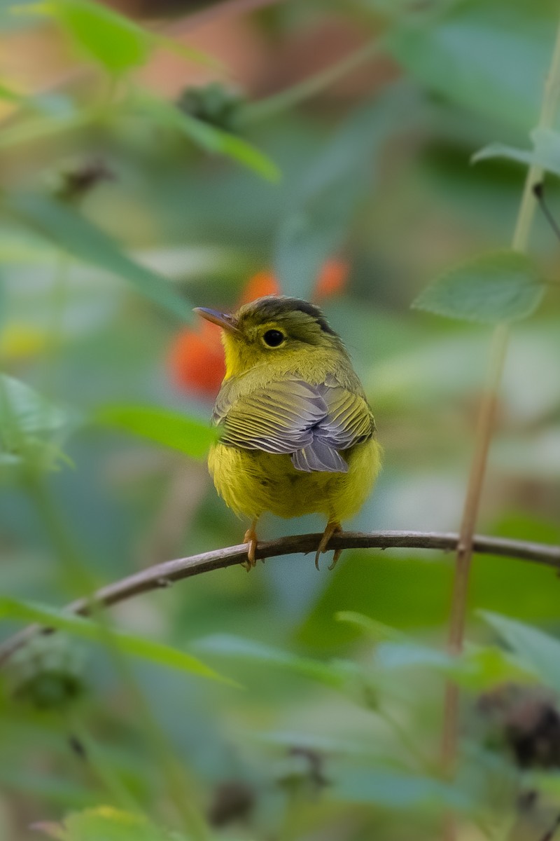 Green-crowned Warbler - ML512759791