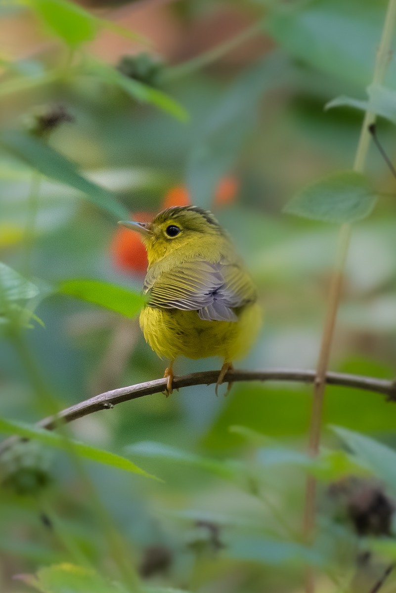 Green-crowned Warbler - ML512759801
