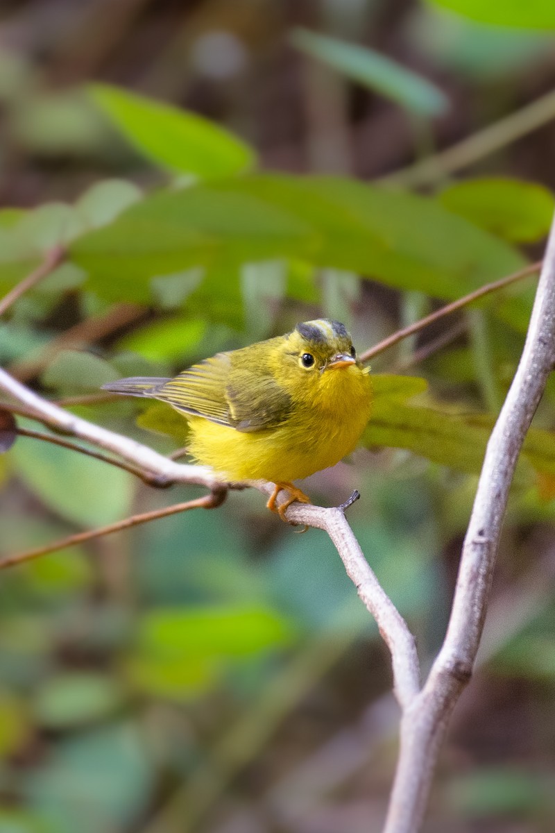Green-crowned Warbler - ML512759821