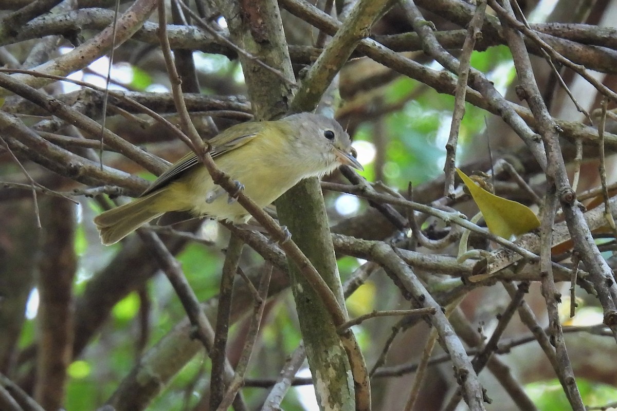 Lesser Greenlet (Northern) - ML512760111