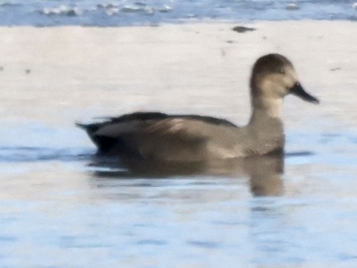 Gadwall - ML512760191