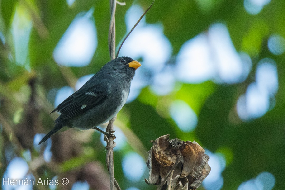 Slate-colored Seedeater - ML512760421