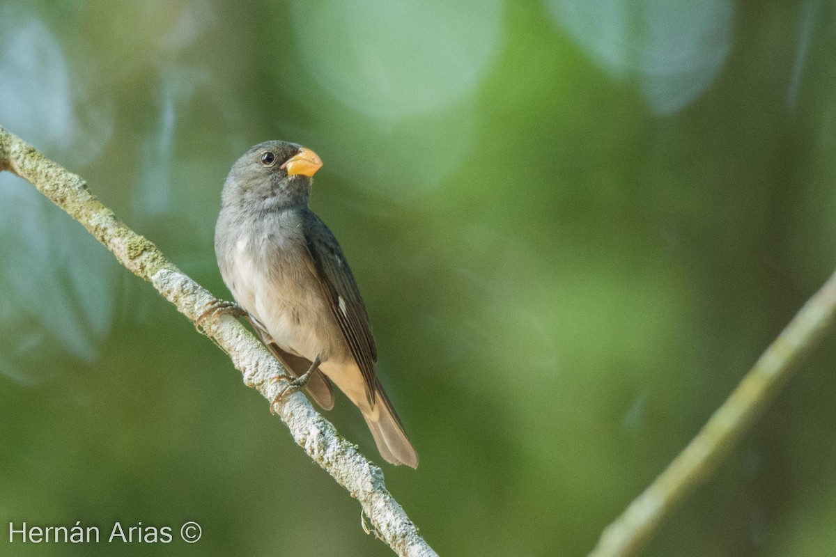 Slate-colored Seedeater - ML512760441