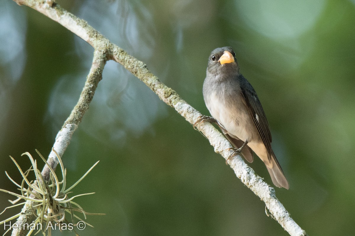 Slate-colored Seedeater - ML512760451