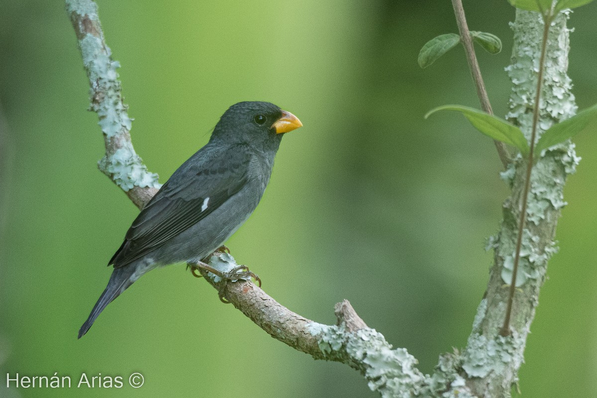 Slate-colored Seedeater - Hernán Arias