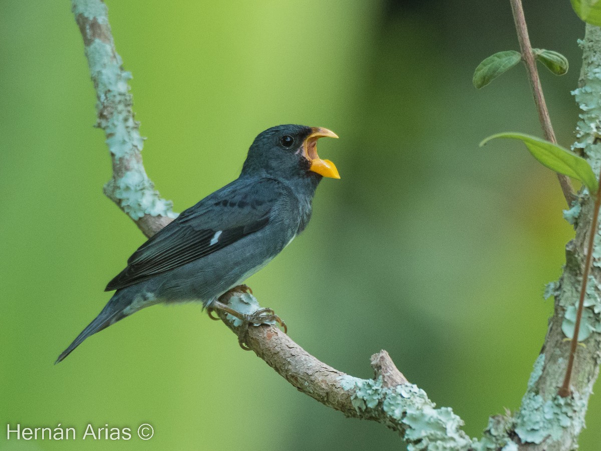 Slate-colored Seedeater - ML512760481