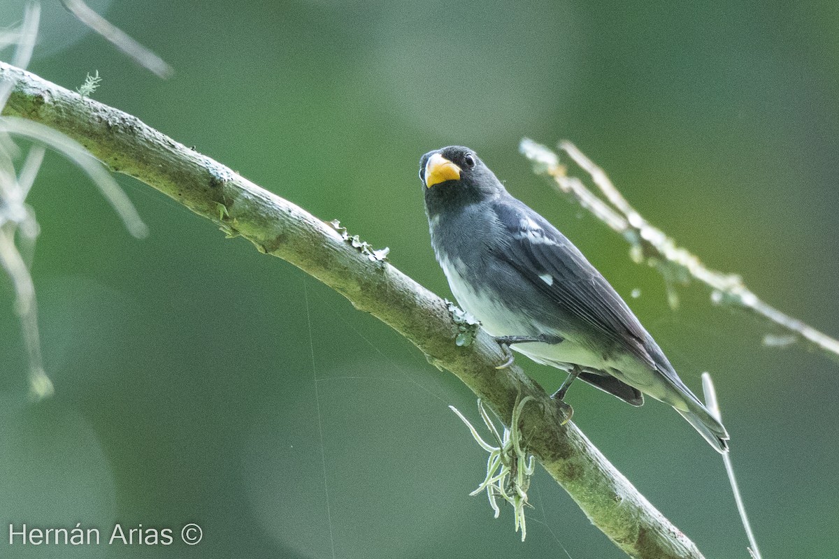 Slate-colored Seedeater - ML512760491