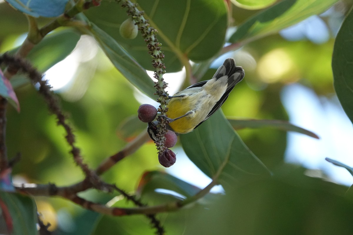 Bananaquit - ML512762051