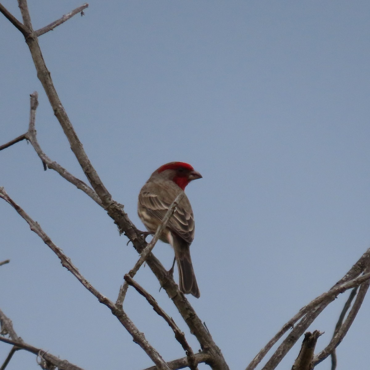 House Finch (Common) - ML512762181