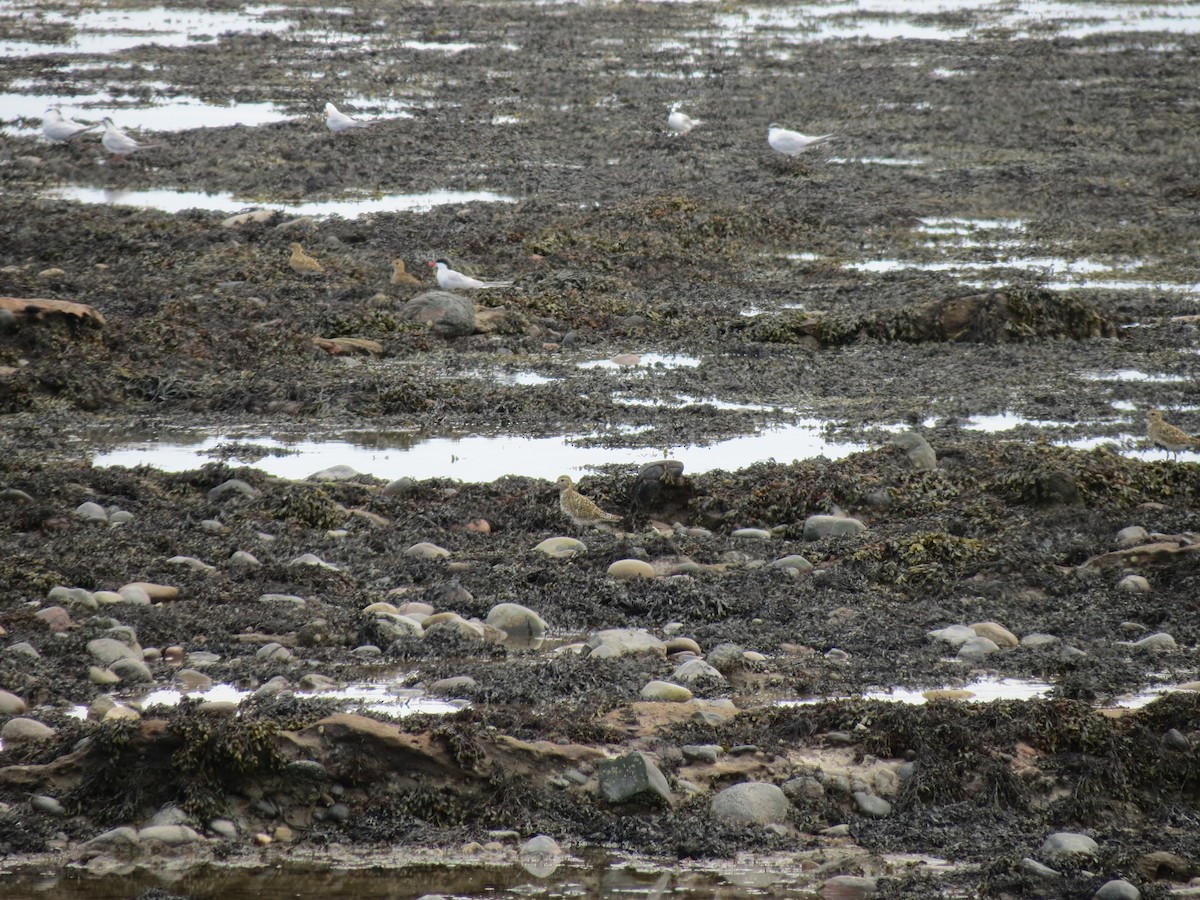 European Golden-Plover - ML512762371