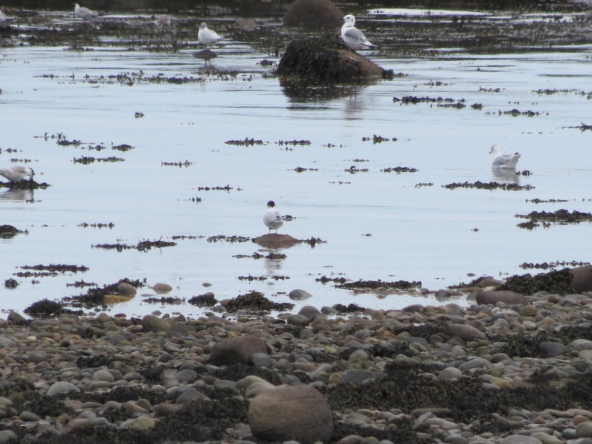 Little Gull - ML512762401