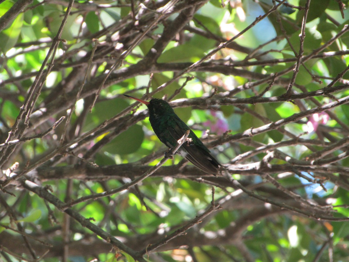 Glittering-bellied Emerald - ML512762581