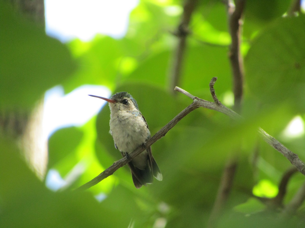 Glittering-bellied Emerald - ML512762601