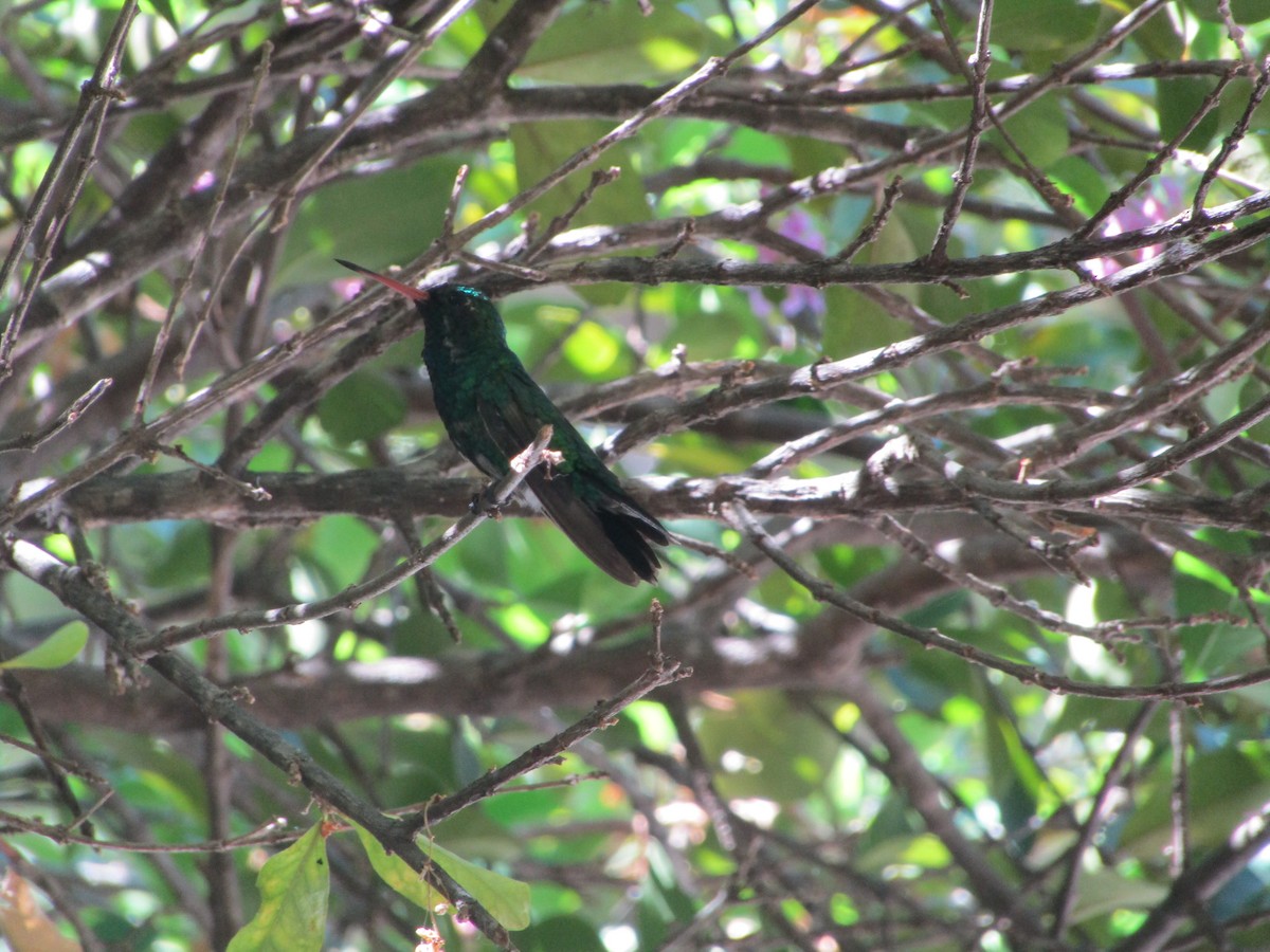 Glittering-bellied Emerald - ML512762631