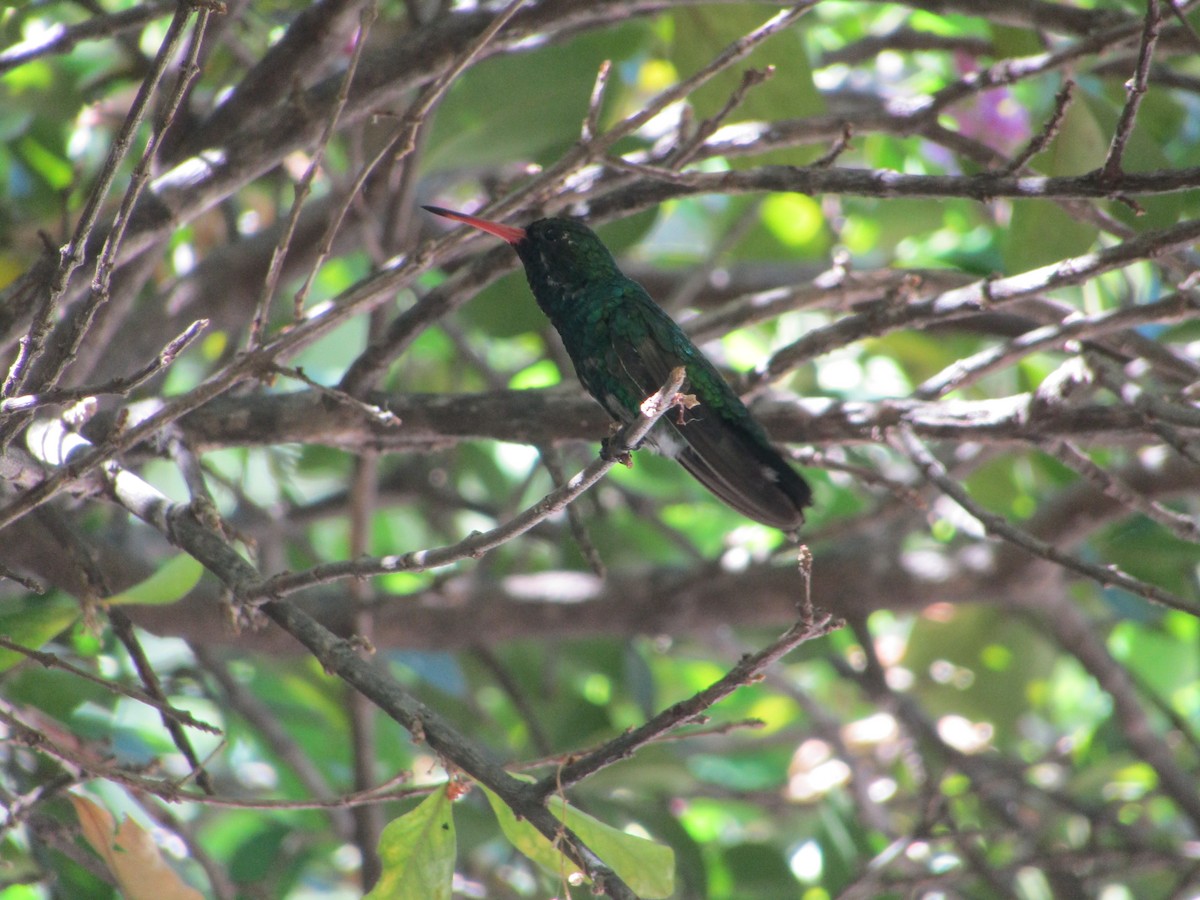 Glittering-bellied Emerald - ML512762641