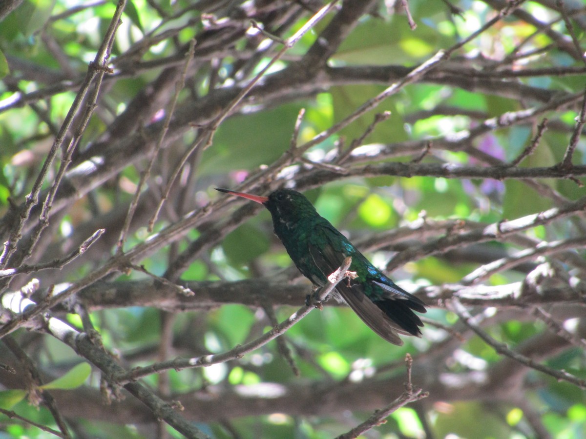 Glittering-bellied Emerald - ML512762661