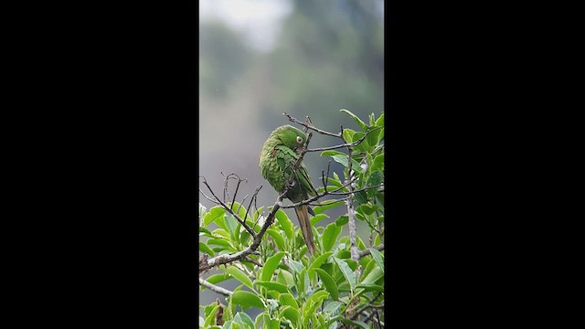 Aratinga Ojiblanca - ML512763271