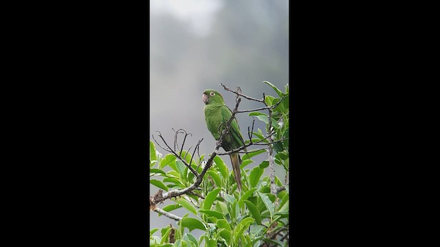 White-eyed Parakeet - ML512763811