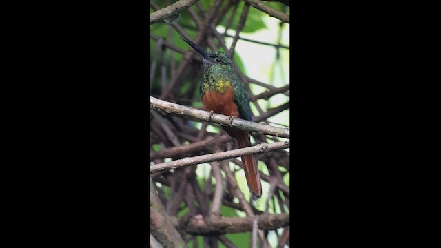 Bluish-fronted Jacamar - ML512764751