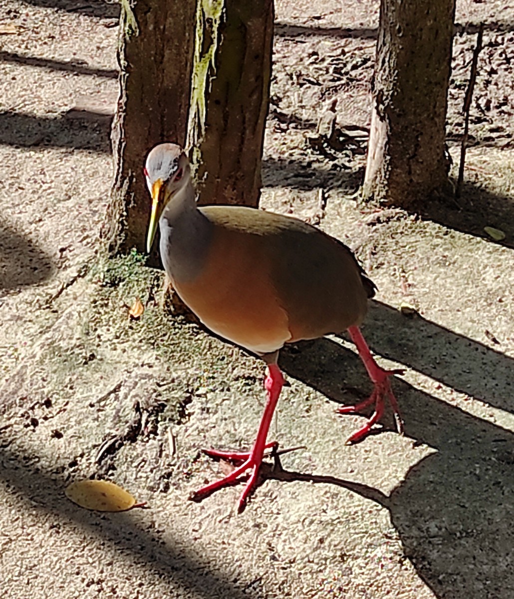 Rufous-necked Wood-Rail - Cristina Miranda