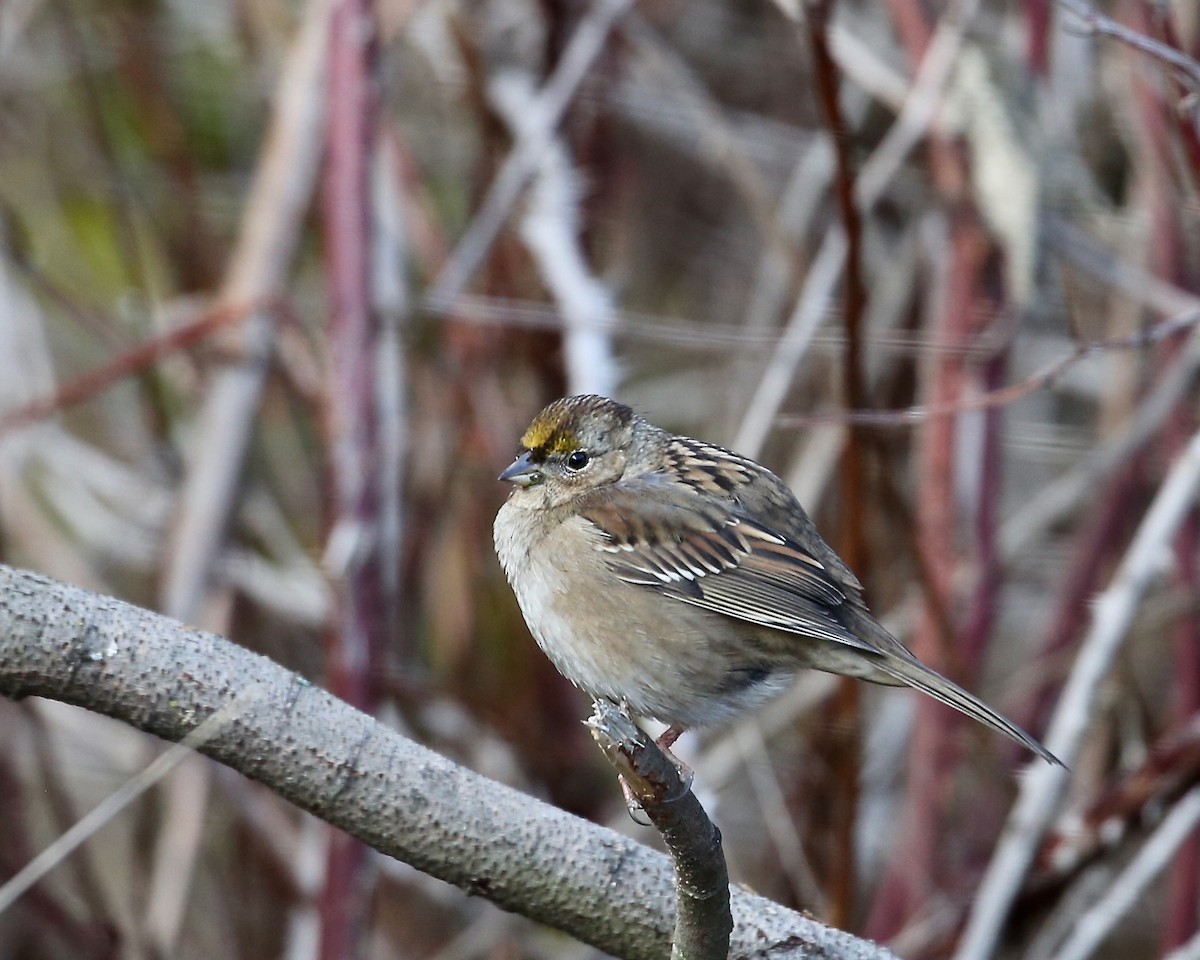 Golden-crowned Sparrow - Cate Hopkinson