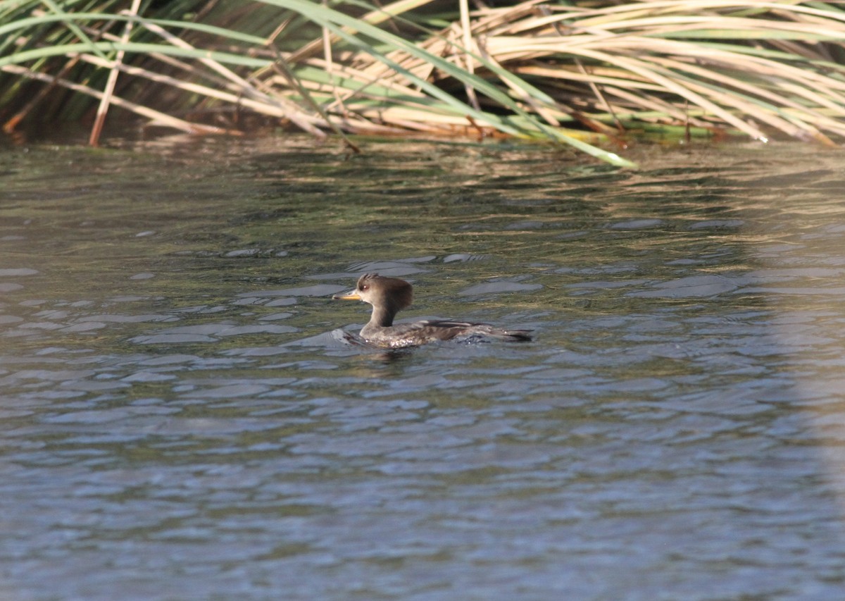 Hooded Merganser - Ron Weeks