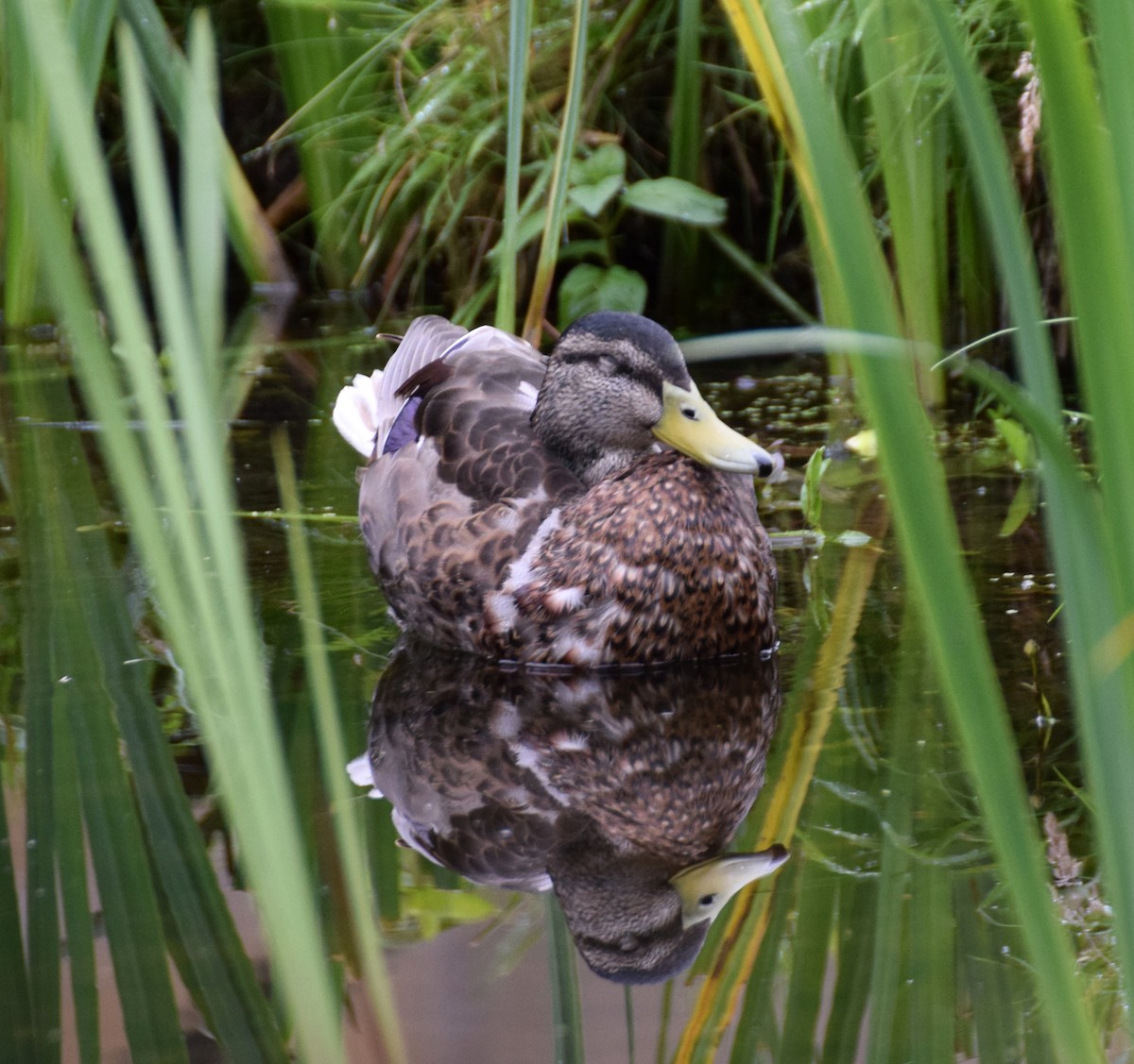 Canard colvert - ML512765751