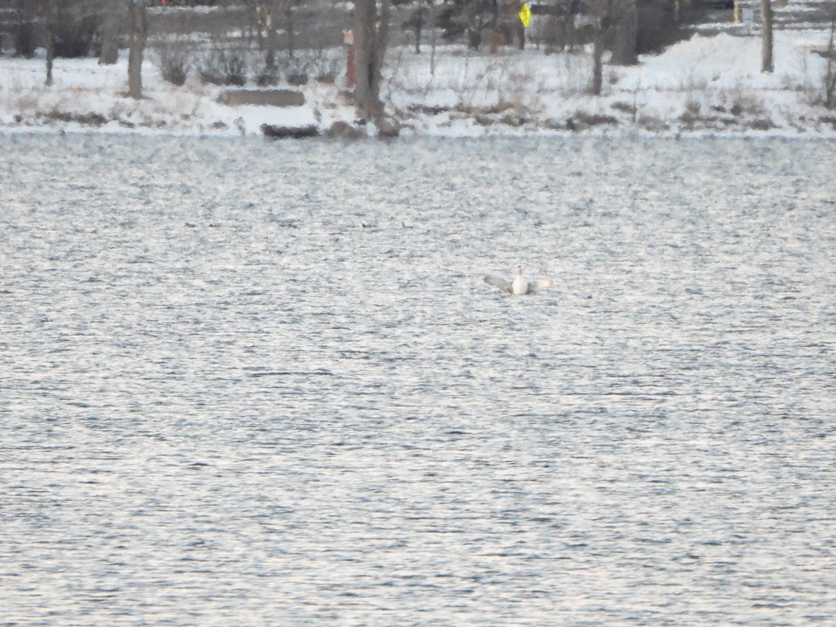 Yellow-billed Loon - ML512768371