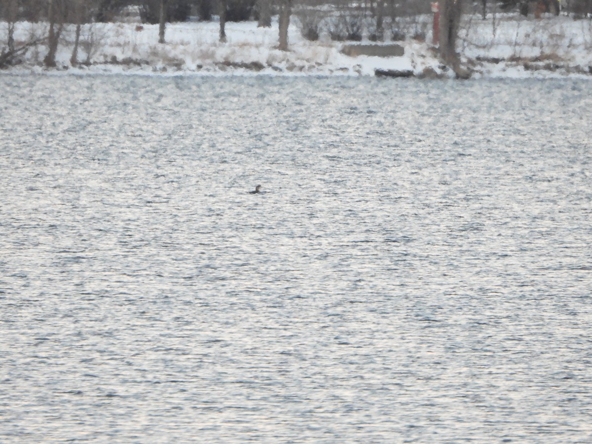 Yellow-billed Loon - ML512768381