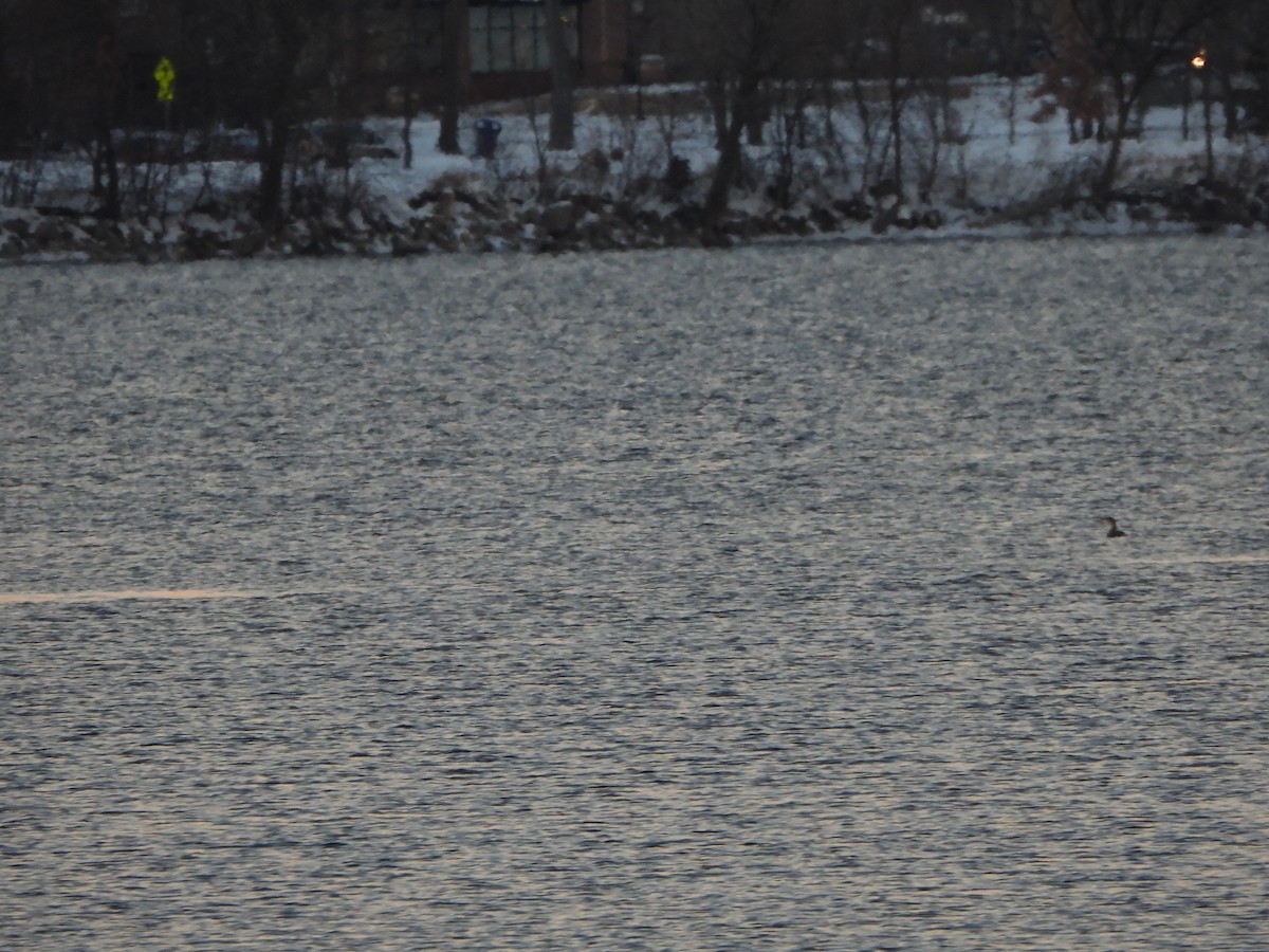 Yellow-billed Loon - ML512768391