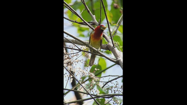 Scarlet-hooded Barbet - ML512768471