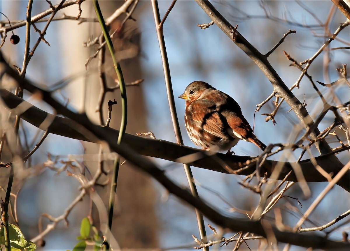 Fox Sparrow - ML512768681