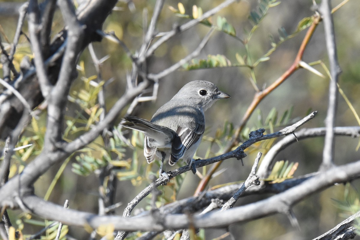 Gray Vireo - ML512768971