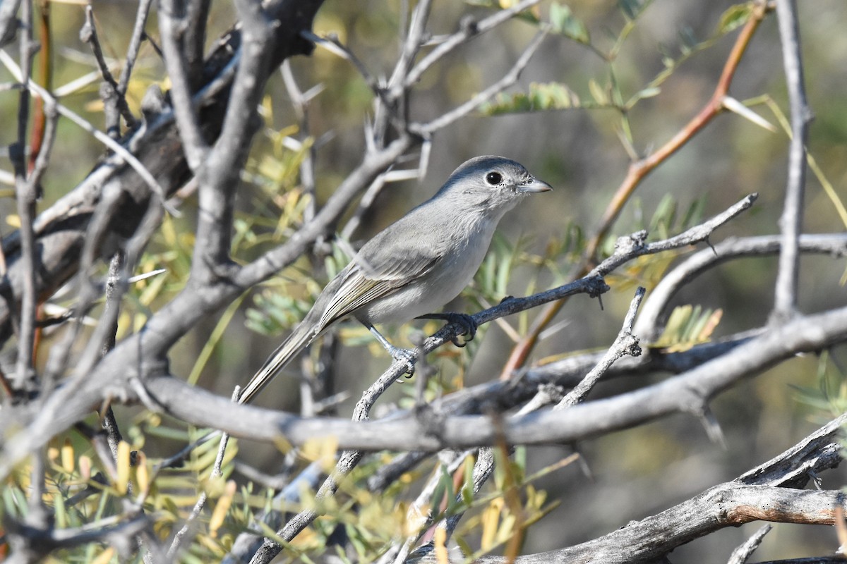 Gray Vireo - ML512769061