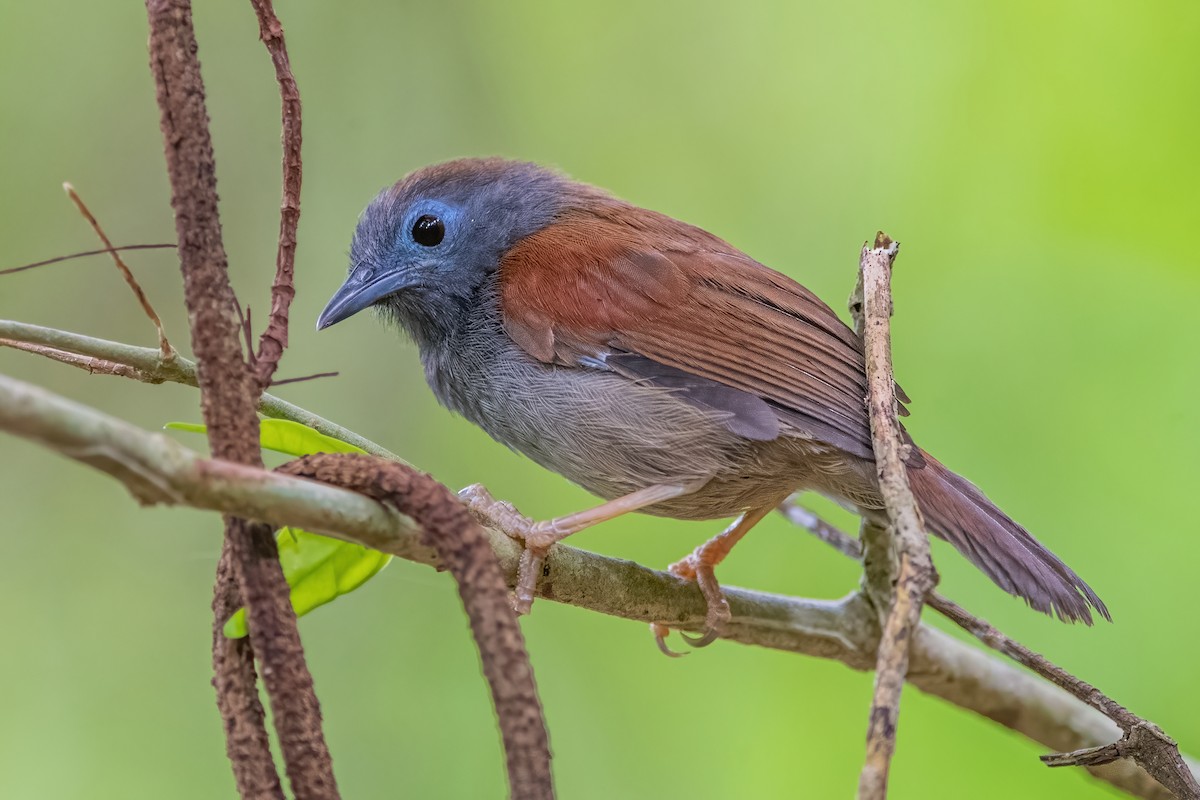 Chestnut-winged Babbler - Ngoc Sam Thuong Dang