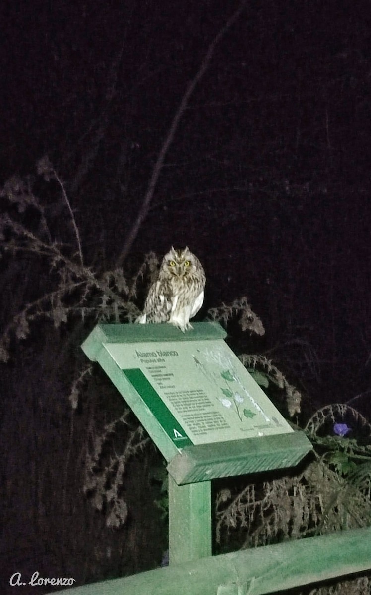 Short-eared Owl - ML512770321