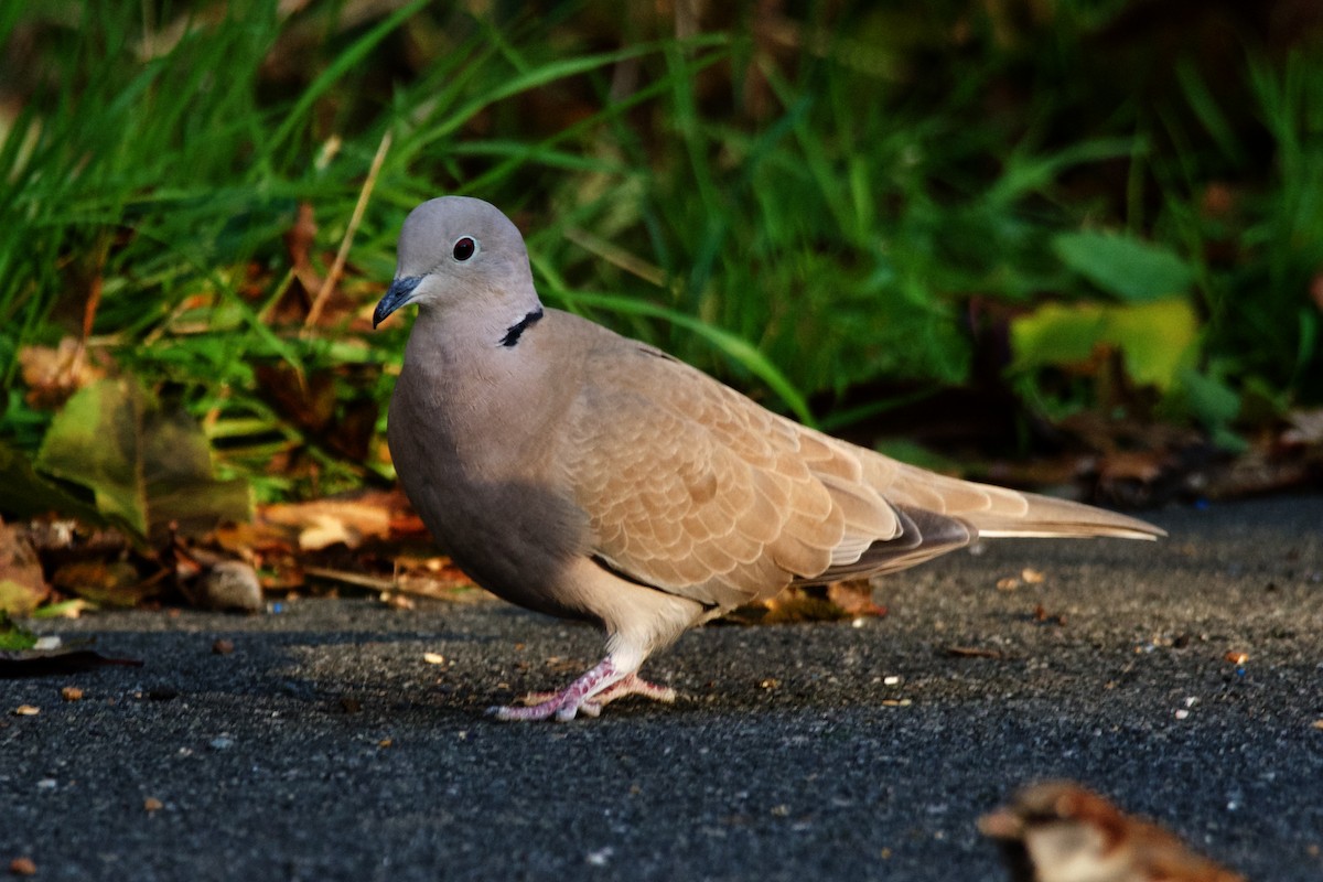 Eurasian Collared-Dove - ML512770751