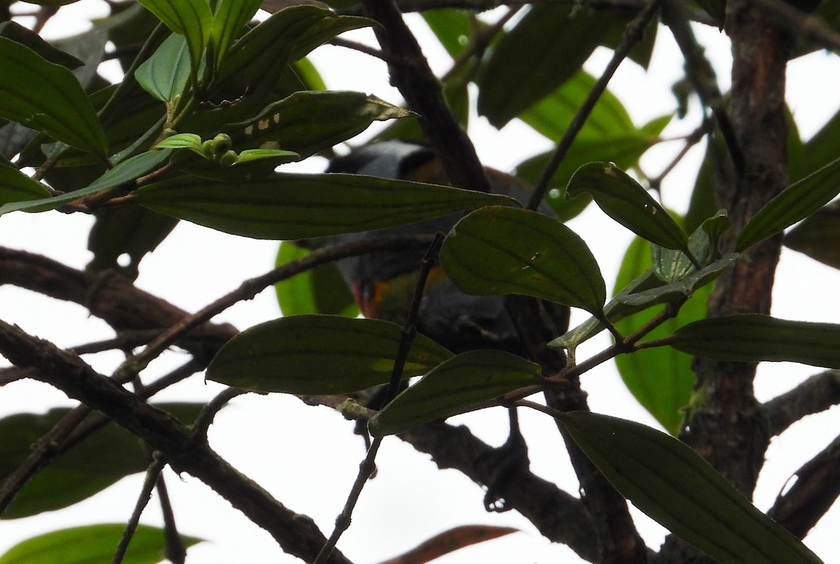 Toucan Barbet - ML512773191